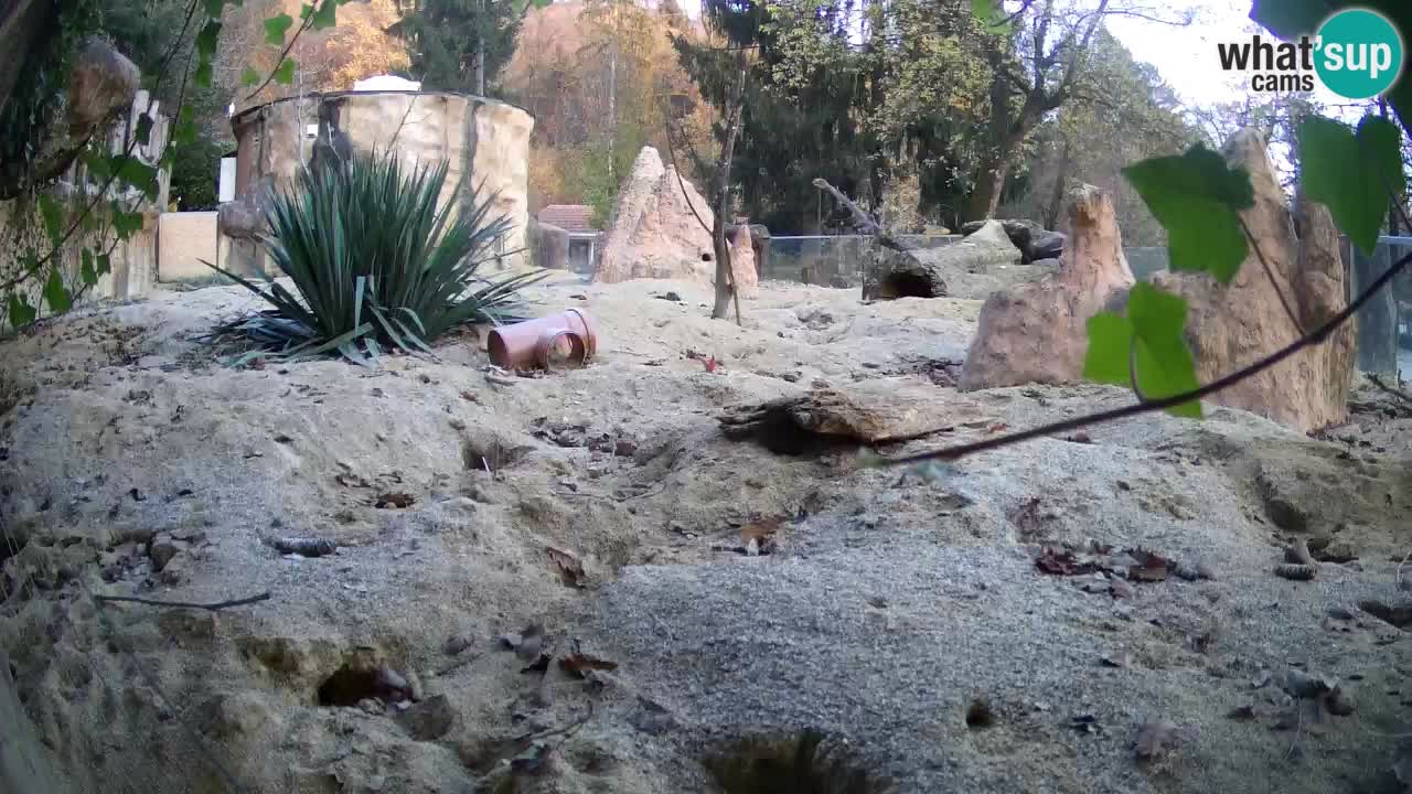 Live cam Zoo Ljubljana – Erdmännchen