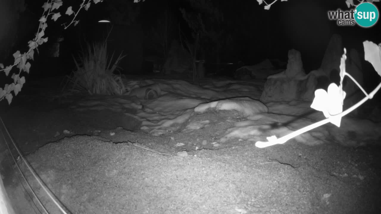 Webcam live Zoo Ljubljana – Suricata