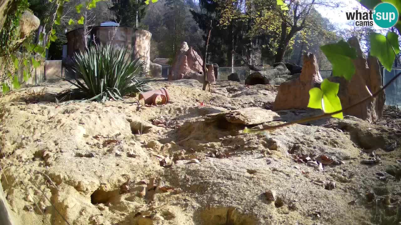 Zoo Ljubljana – Live webcam Meerkat (Suricata)