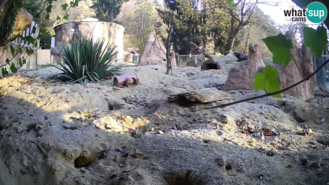 Webcam Zoo Ljubljana – Suricate