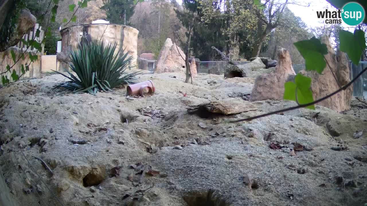 Webcam Zoo Ljubljana – Suricate