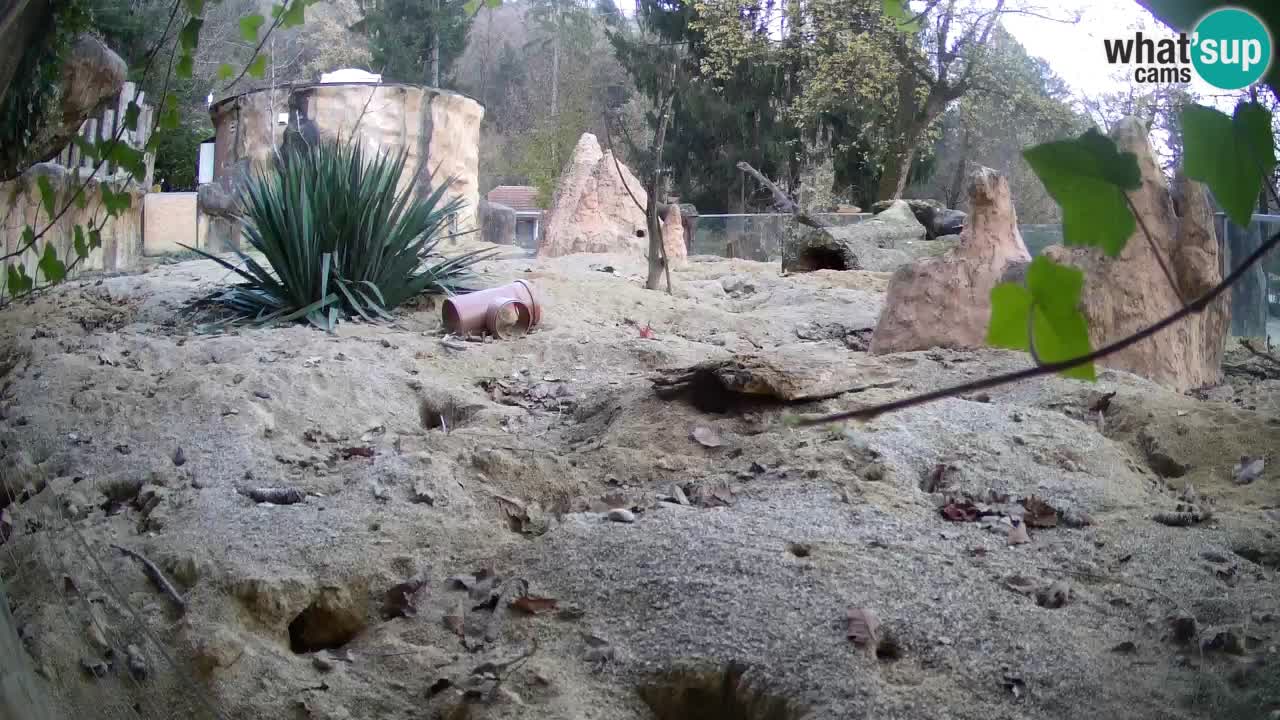 Zoo Ljubljana – Live webcam Meerkat (Suricata)