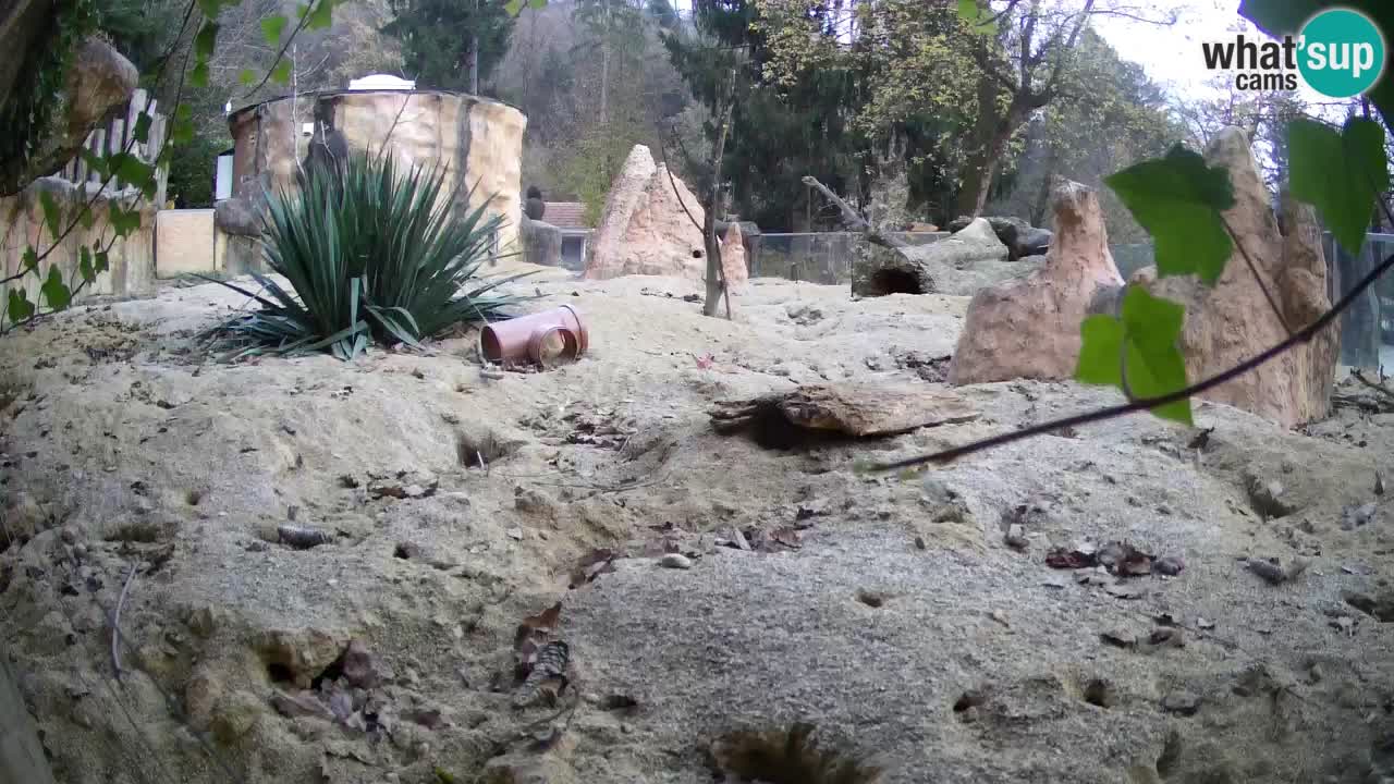 Zoo Ljubljana – Live webcam Meerkat (Suricata)