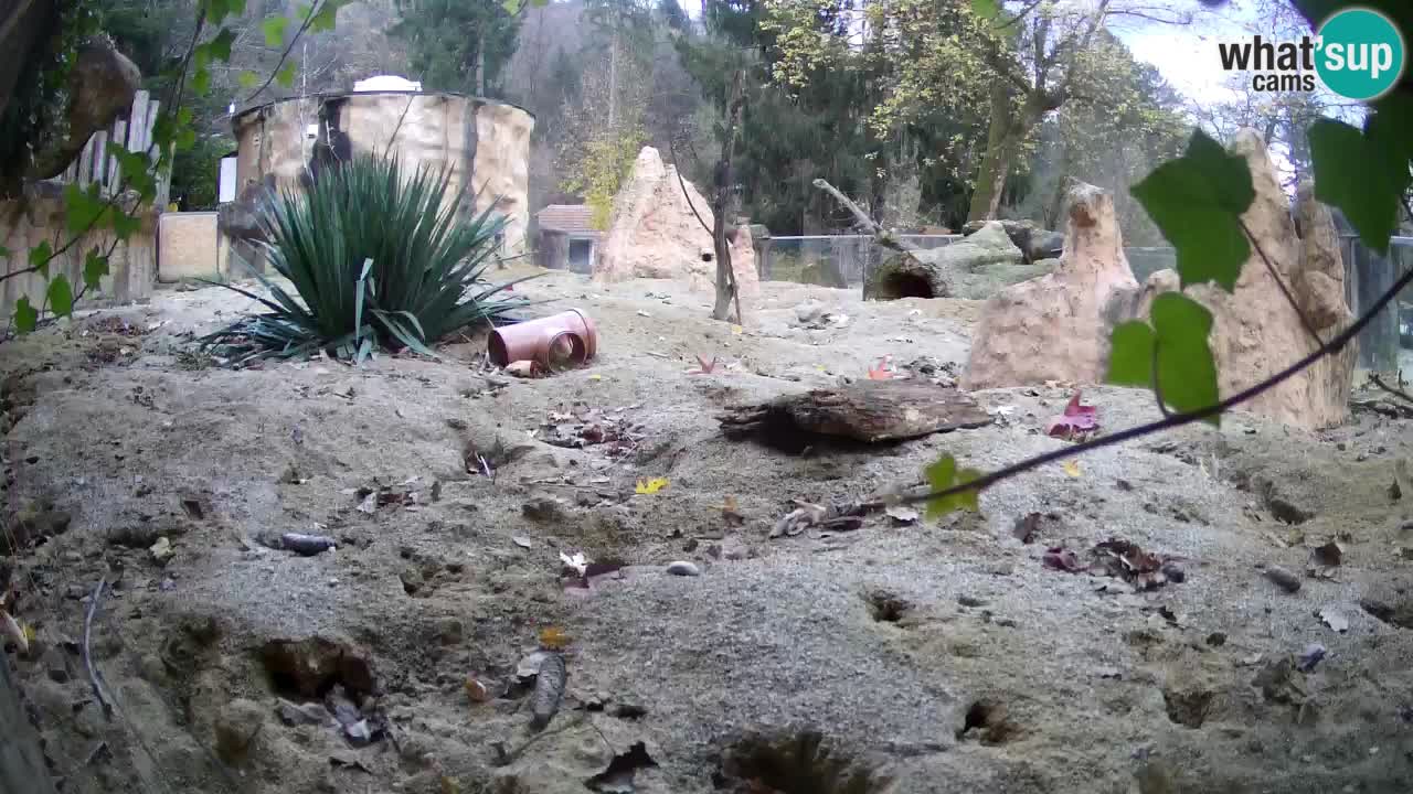 Live cam Zoo Ljubljana – Erdmännchen