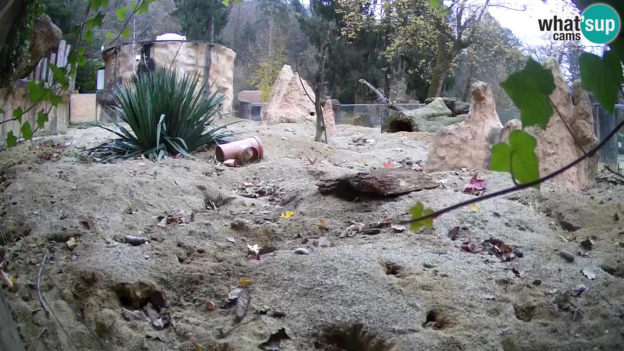 Live cam Zoo Ljubljana – Erdmännchen