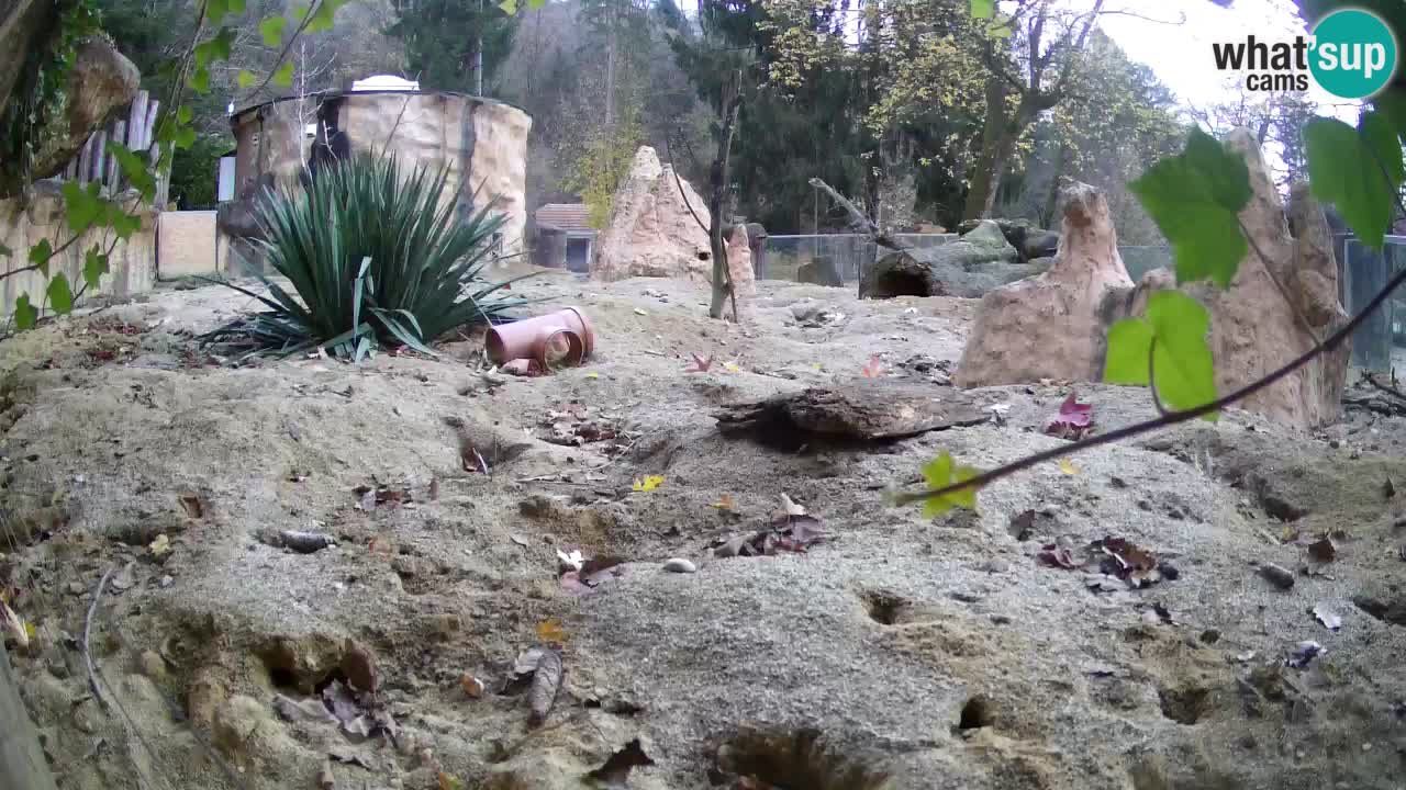 Live cam Zoo Ljubljana – Erdmännchen