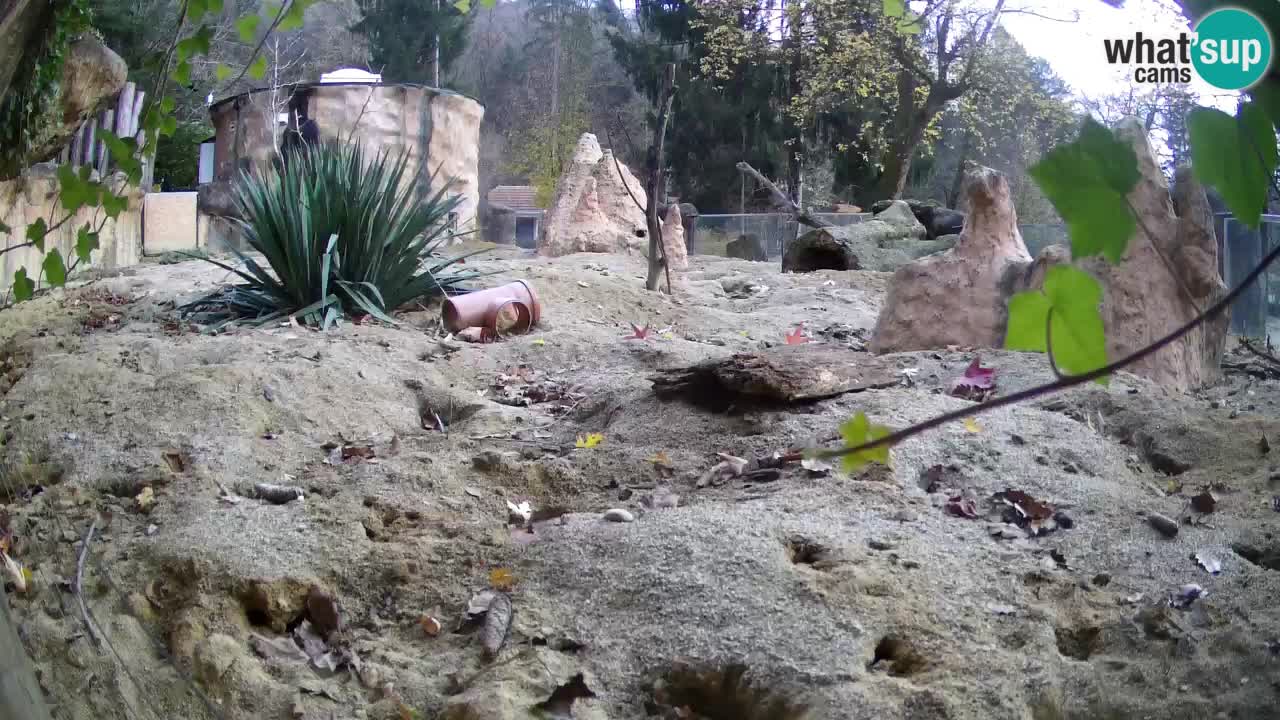 Live cam Zoo Ljubljana – Erdmännchen