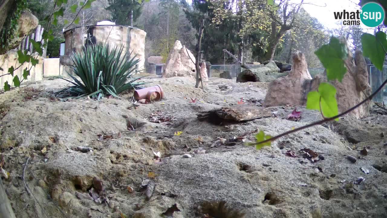 Live cam Zoo Ljubljana – Erdmännchen