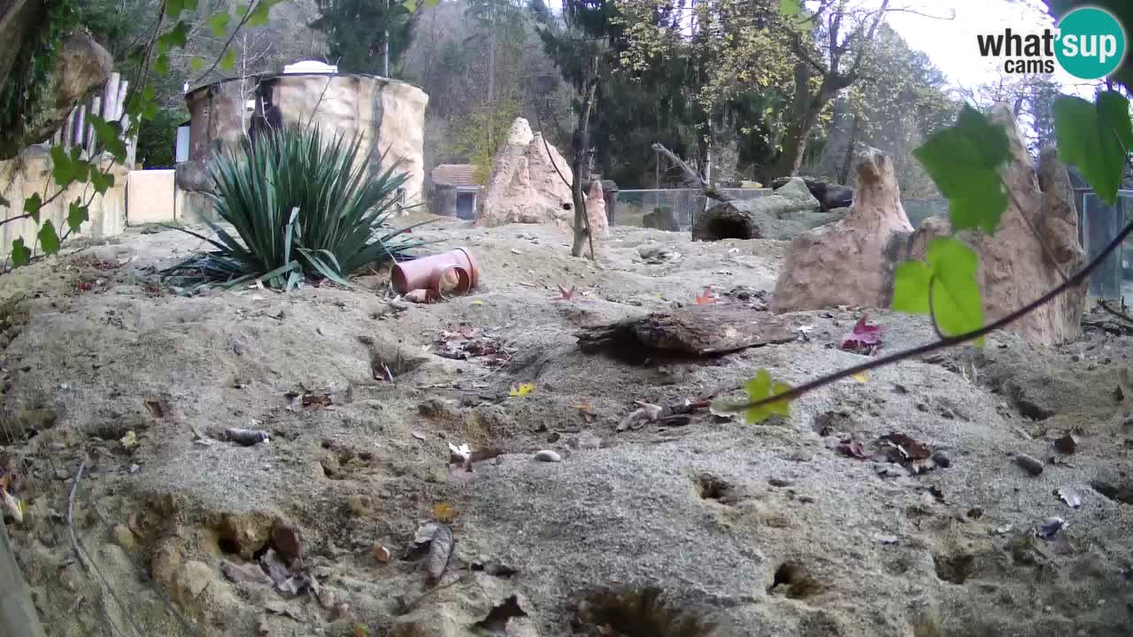 Live cam Zoo Ljubljana – Erdmännchen