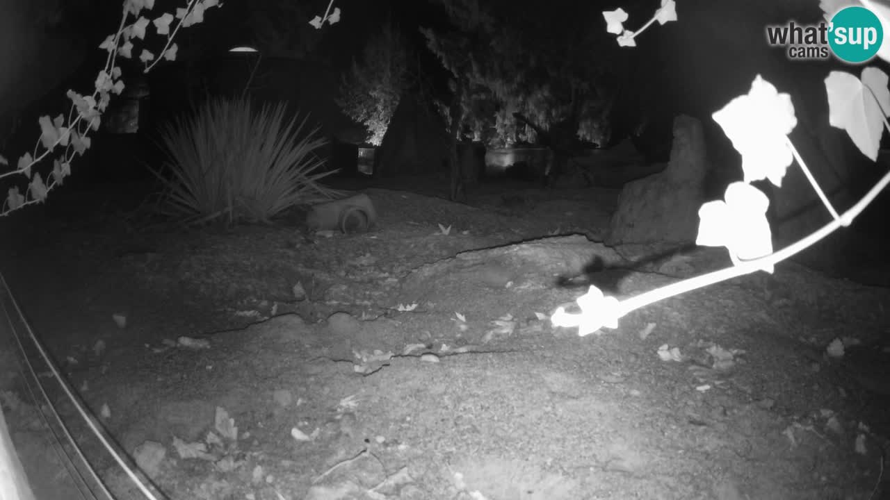 Webcam live Zoo Ljubljana – Suricata