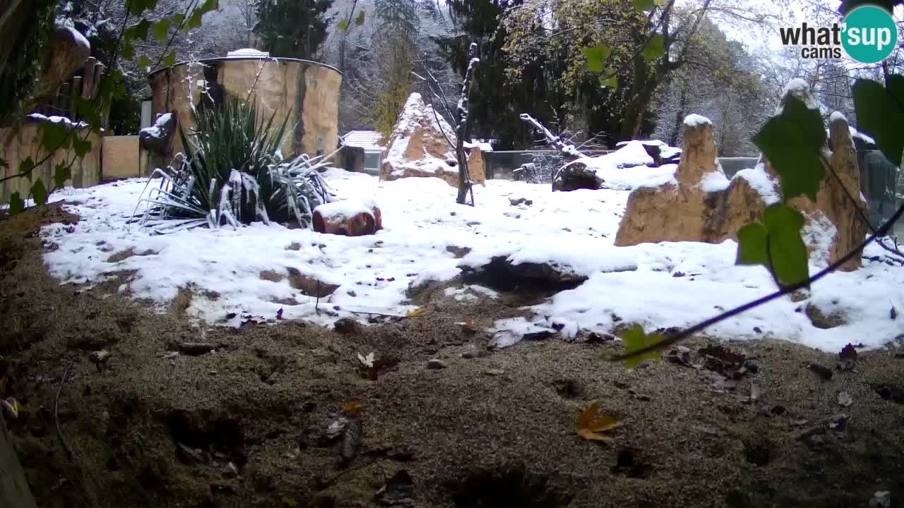 Webcam live Zoo Ljubljana – Suricata