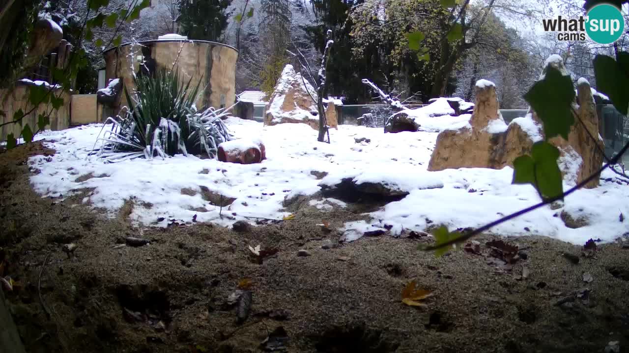 Live cam Zoo Ljubljana – Erdmännchen