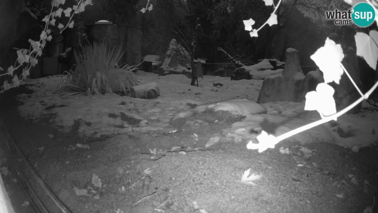 Live cam Zoo Ljubljana – Erdmännchen