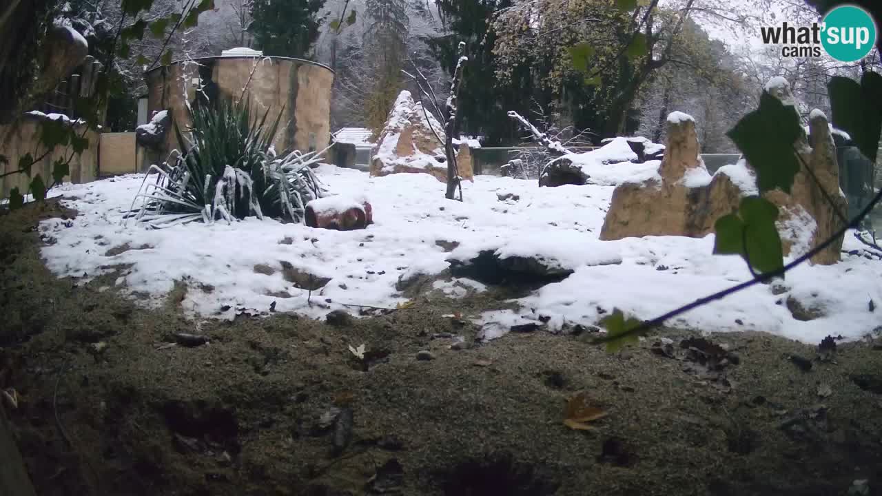 Live cam Zoo Ljubljana – Erdmännchen