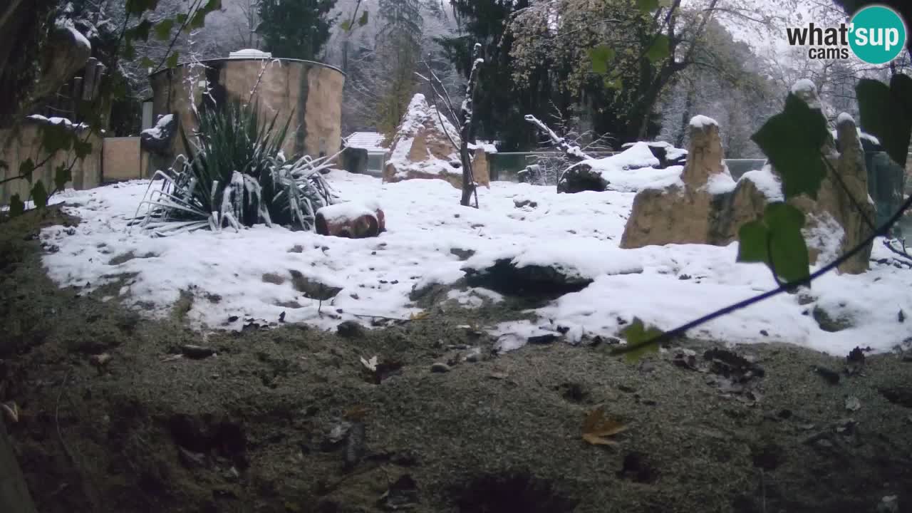 Live cam Zoo Ljubljana – Erdmännchen