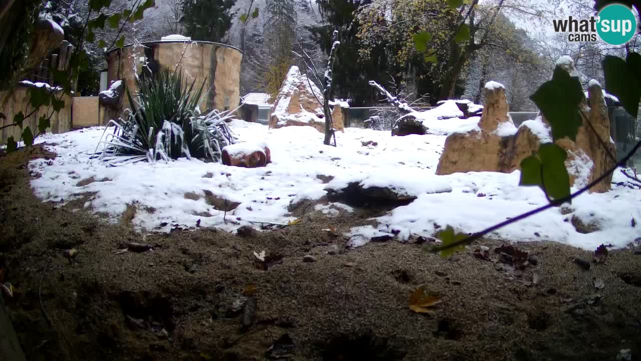 Live cam Zoo Ljubljana – Erdmännchen