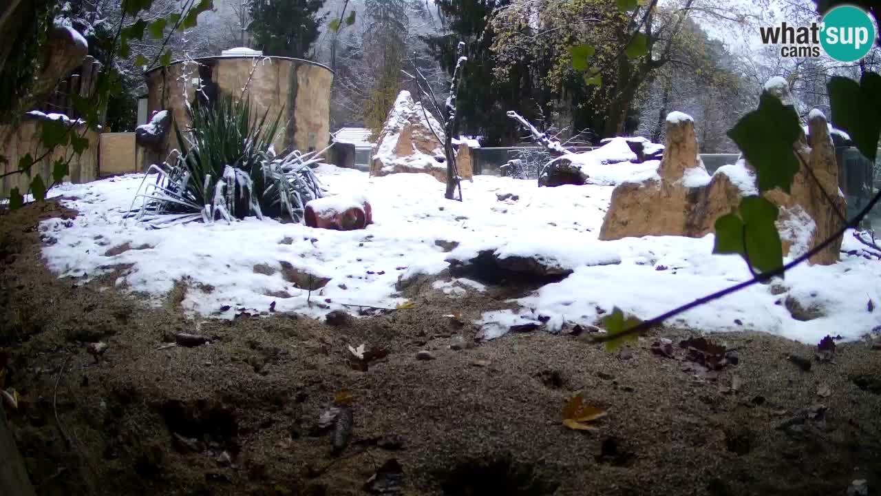 Live cam Zoo Ljubljana – Erdmännchen