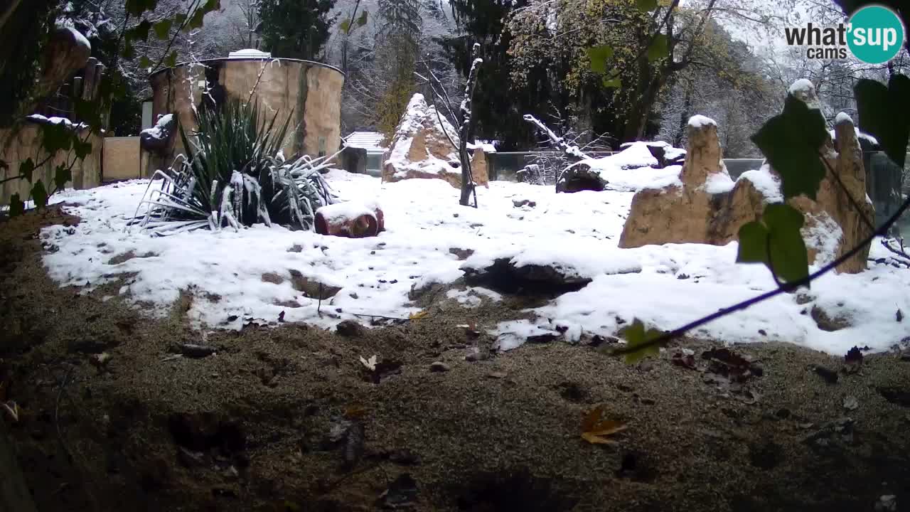 Webcam live Zoo Ljubljana – Suricata