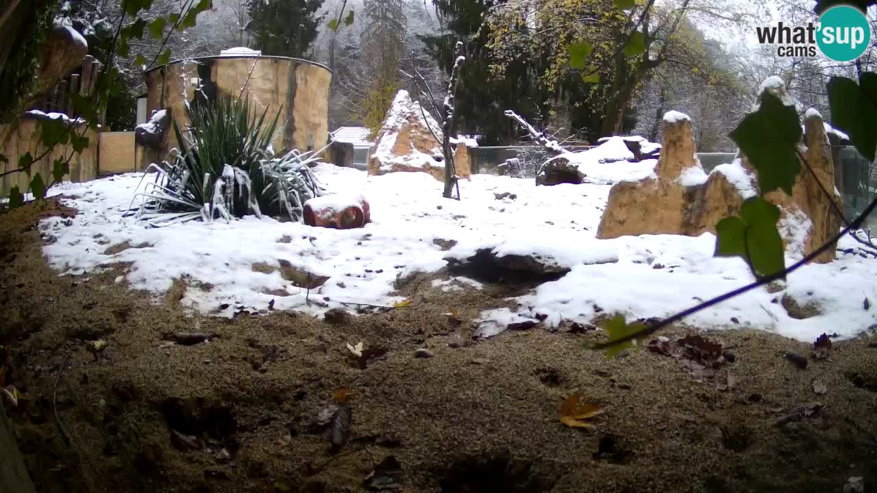 Live cam Zoo Ljubljana – Erdmännchen