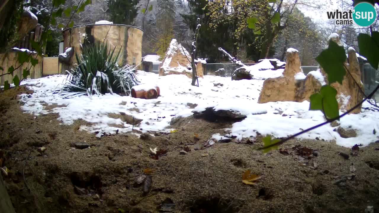 Live cam Zoo Ljubljana – Erdmännchen