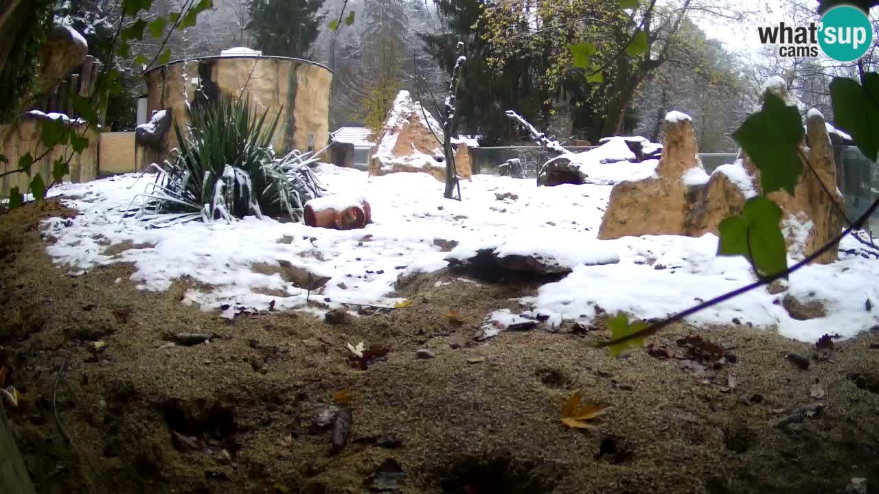 Webcam live Zoo Ljubljana – Suricata