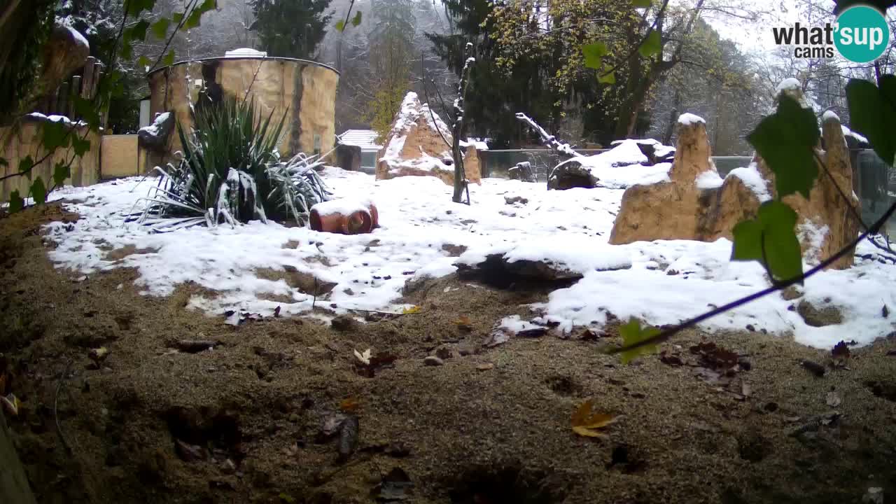 Live cam Zoo Ljubljana – Erdmännchen