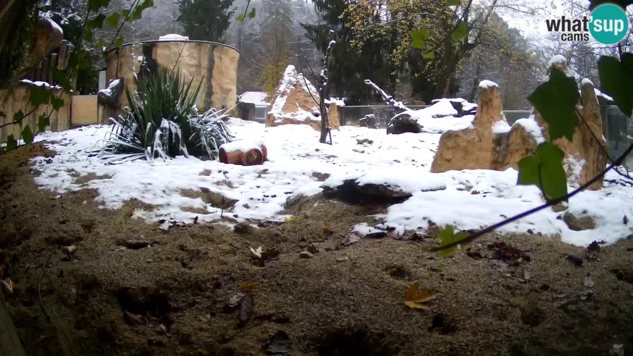 Webcam live Zoo Ljubljana – Suricata