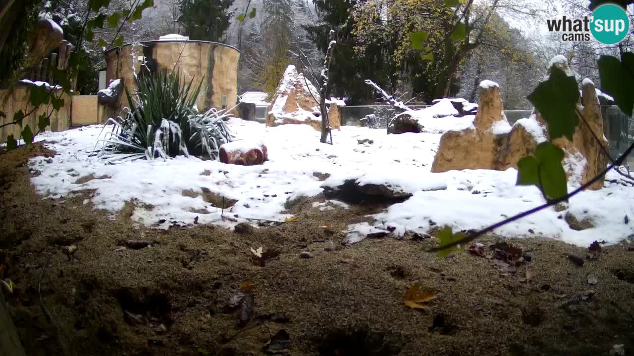 Zoo Ljubljana – Meerkat (Suricata)