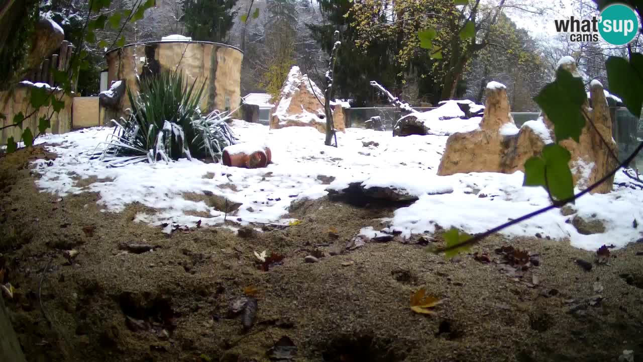 Live cam Zoo Ljubljana – Erdmännchen