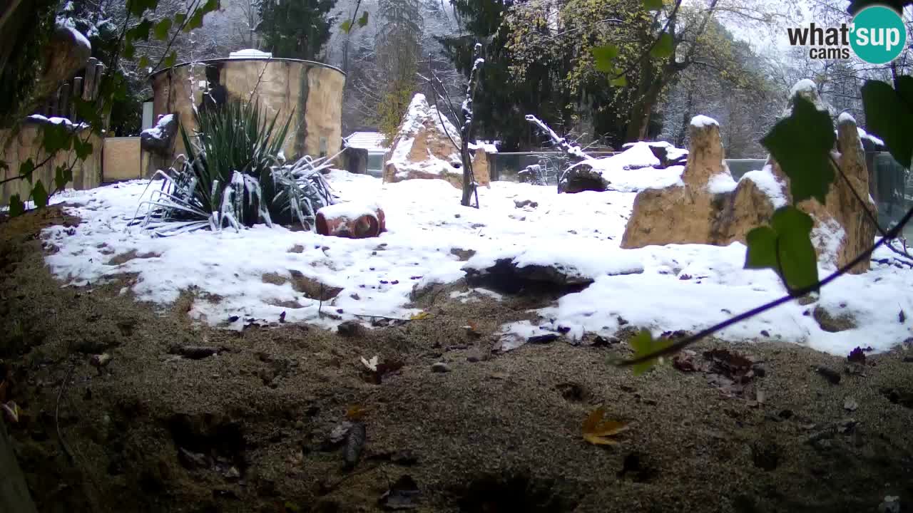 Live cam Zoo Ljubljana – Erdmännchen