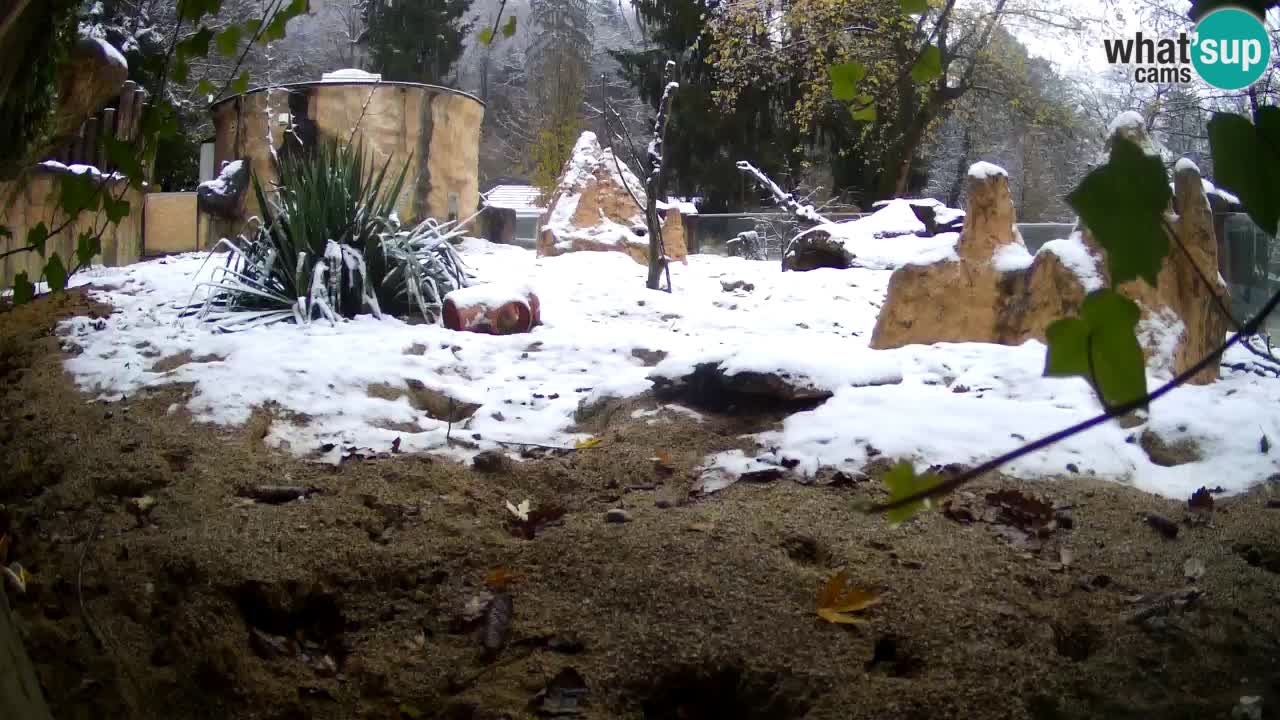 Live cam Zoo Ljubljana – Erdmännchen