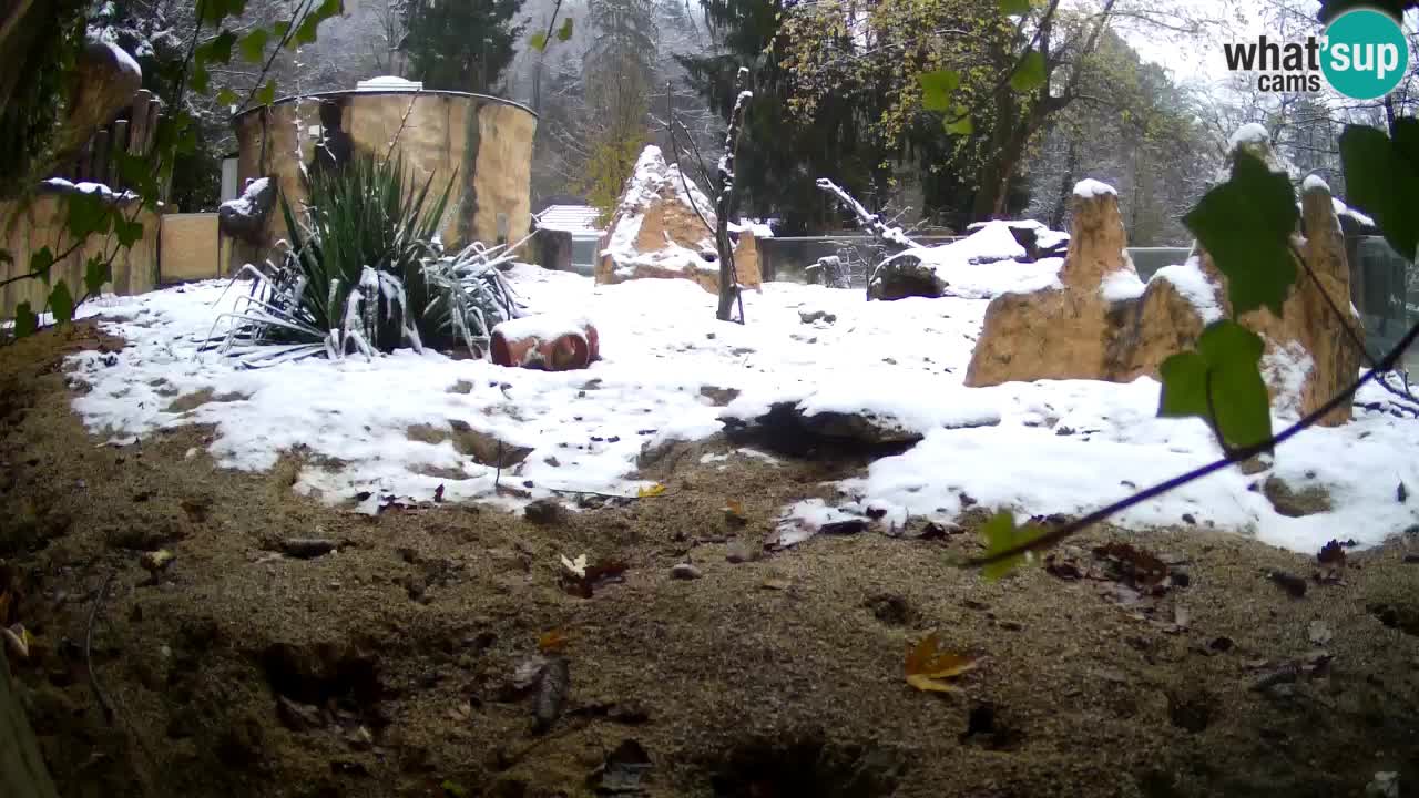 Webcam live Zoo Ljubljana – Suricata