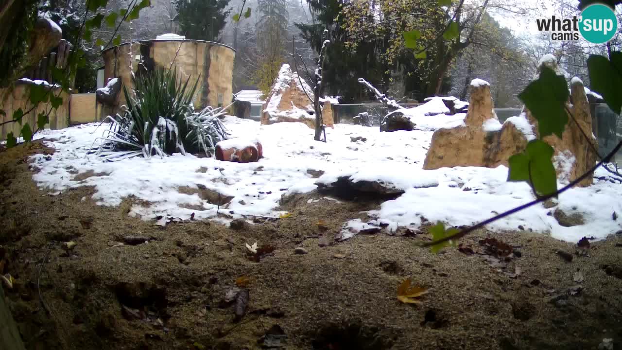 Webcam live Zoo Ljubljana – Suricata