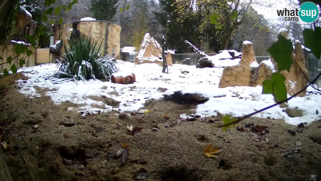 Live cam Zoo Ljubljana – Erdmännchen