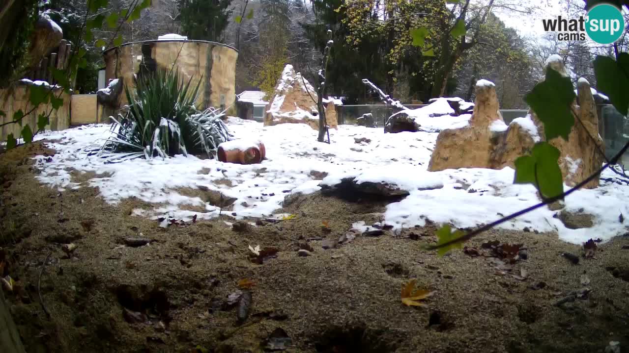 Zoo Ljubljana – Meerkat (Suricata)