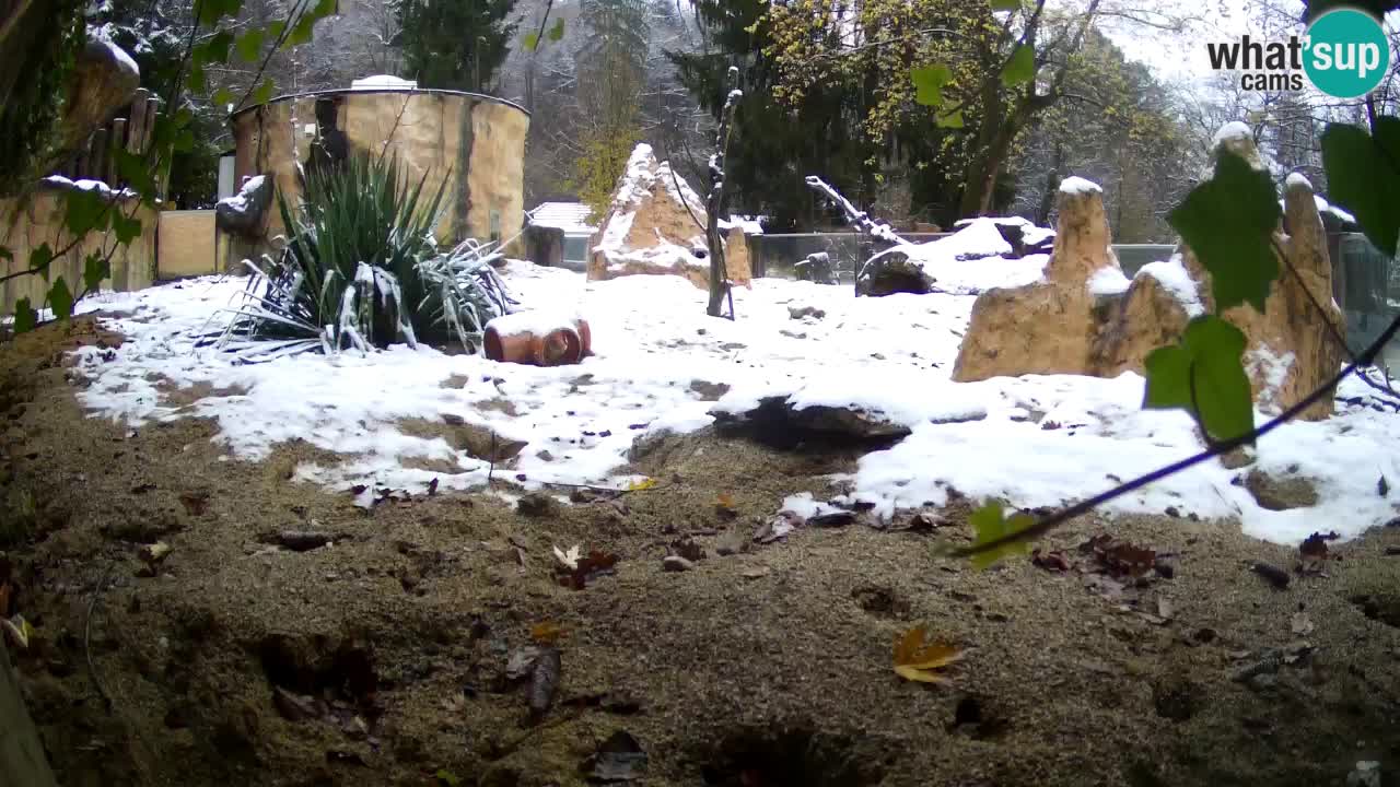 Live cam Zoo Ljubljana – Erdmännchen