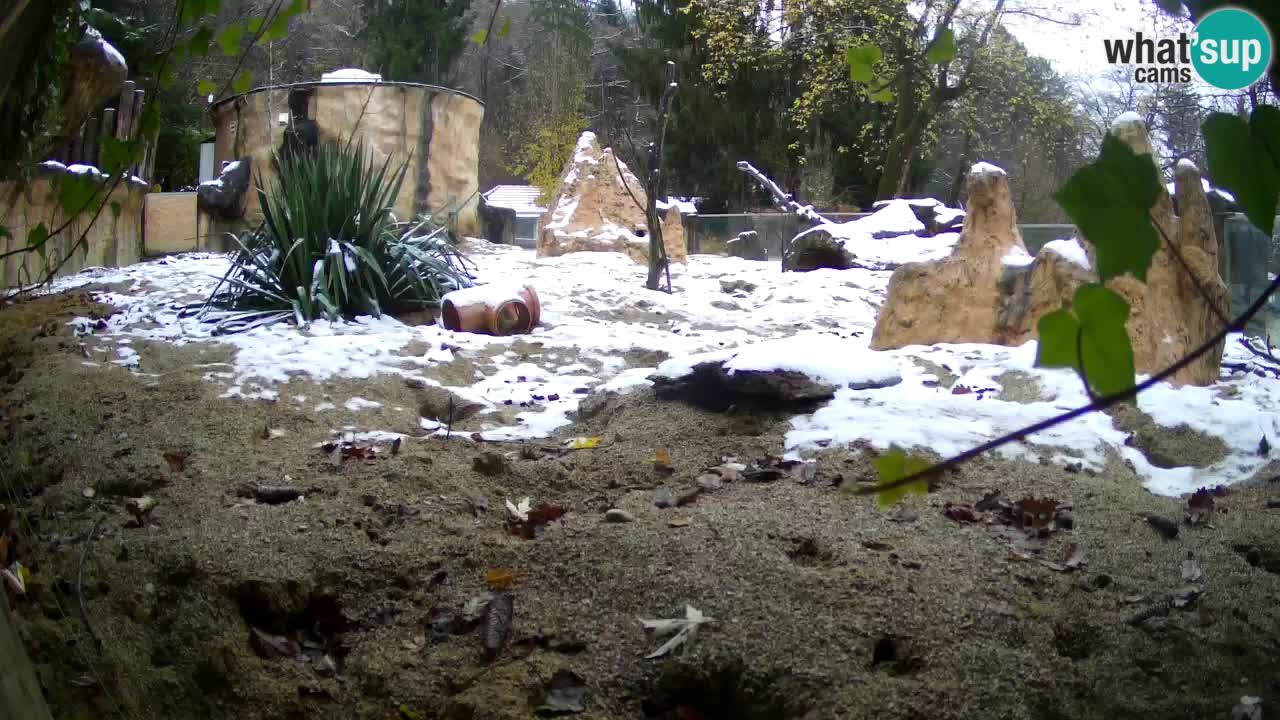 Zoo Ljubljana – Meerkat (Suricata)