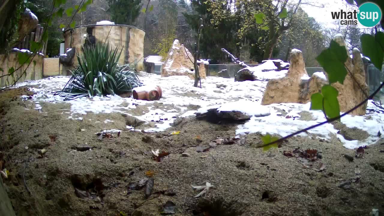 Live cam Zoo Ljubljana – Erdmännchen