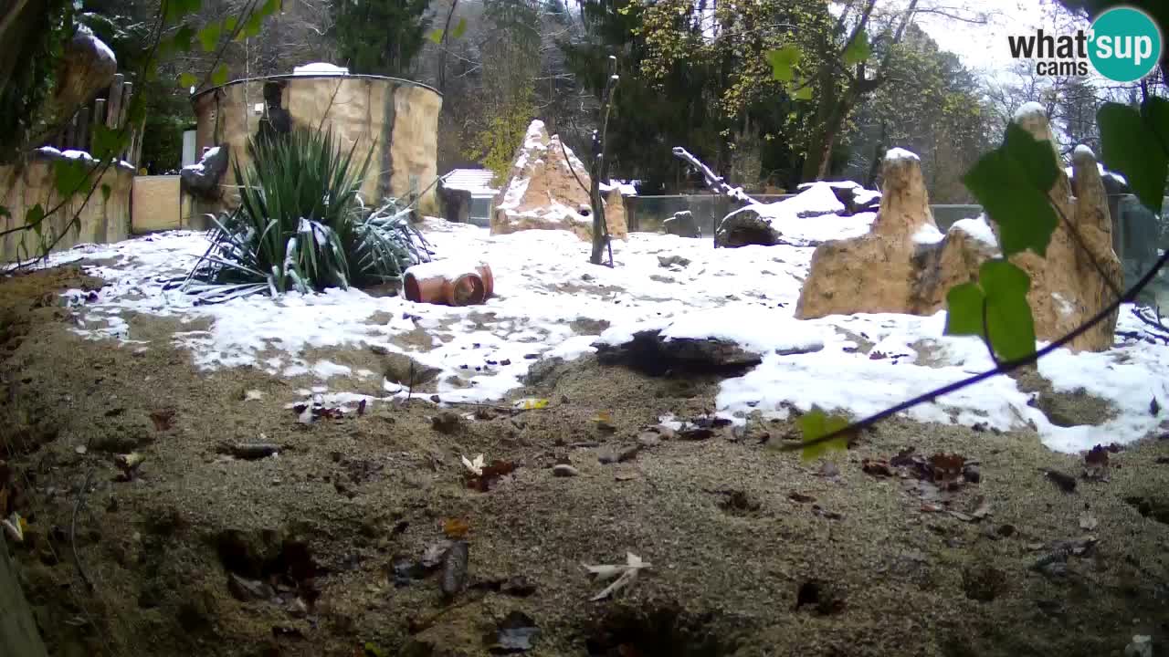 Webcam live Zoo Ljubljana – Suricata