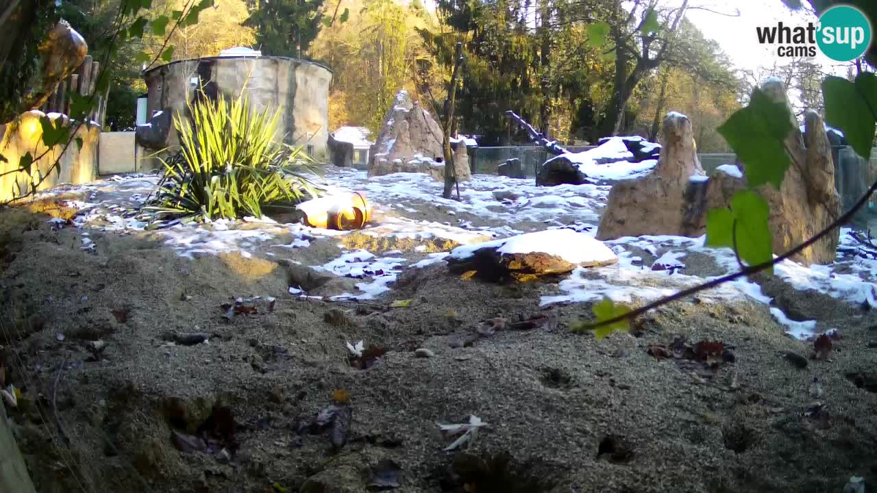 Webcam live Zoo Ljubljana – Suricata