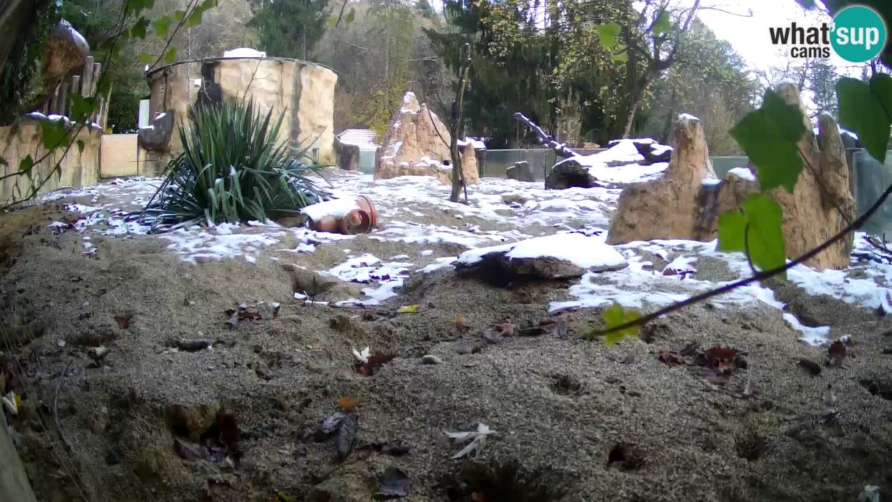 Zoo Ljubljana – Meerkat (Suricata)