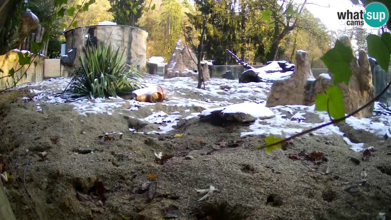 Webcam live Zoo Ljubljana – Suricata