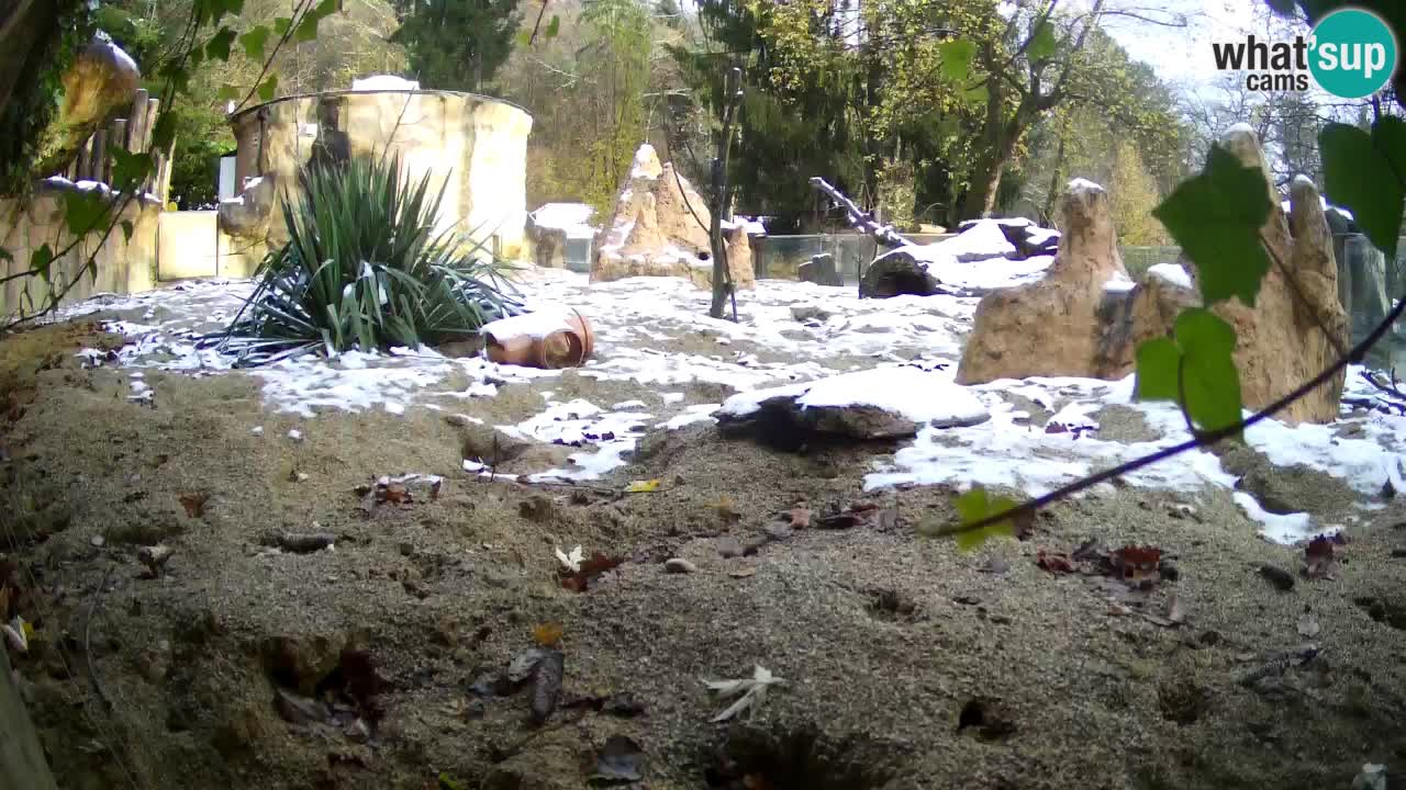 Zoo Ljubljana – Meerkat (Suricata)