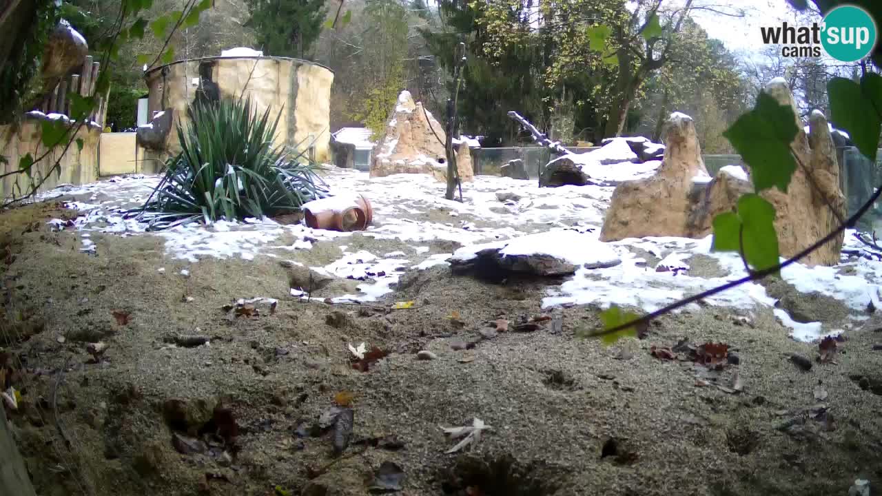 Zoo Ljubljana – Meerkat (Suricata)