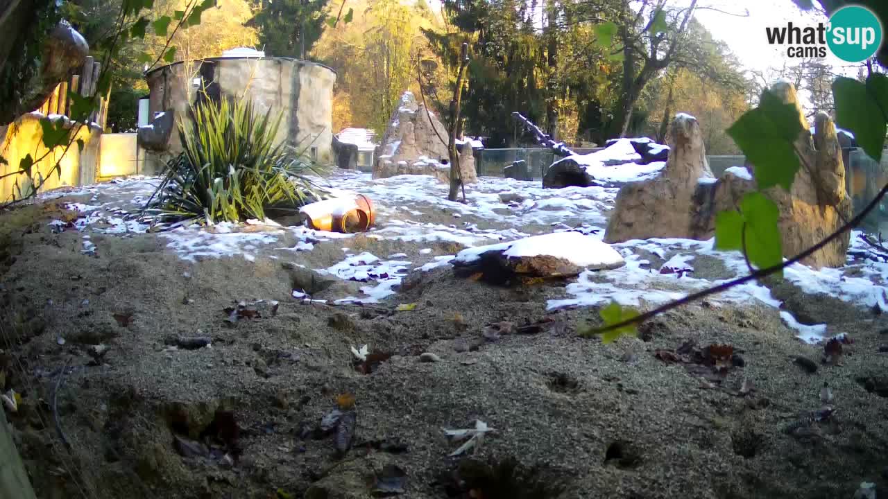 Webcam live Zoo Ljubljana – Suricata