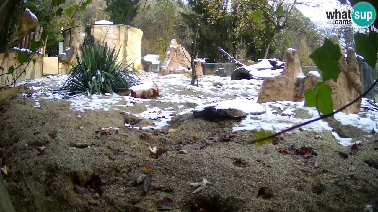 Webcam live Zoo Ljubljana – Suricata