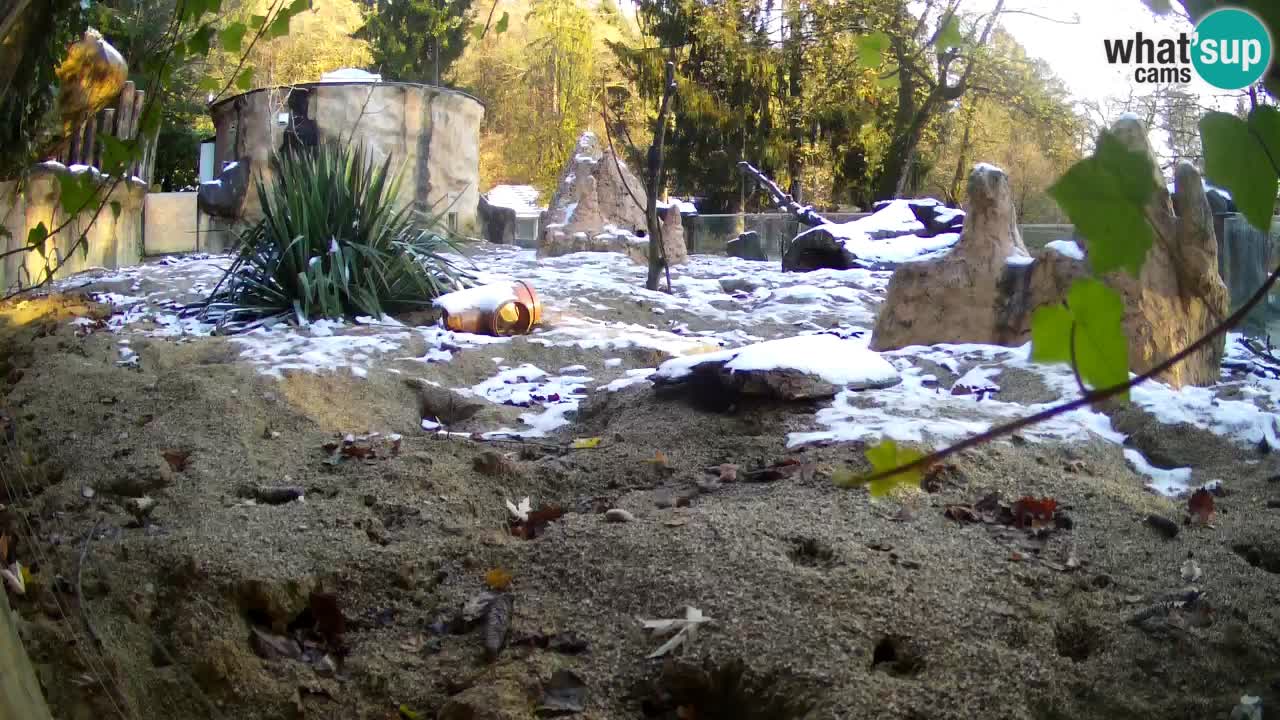 Zoo Ljubljana – Meerkat (Suricata)