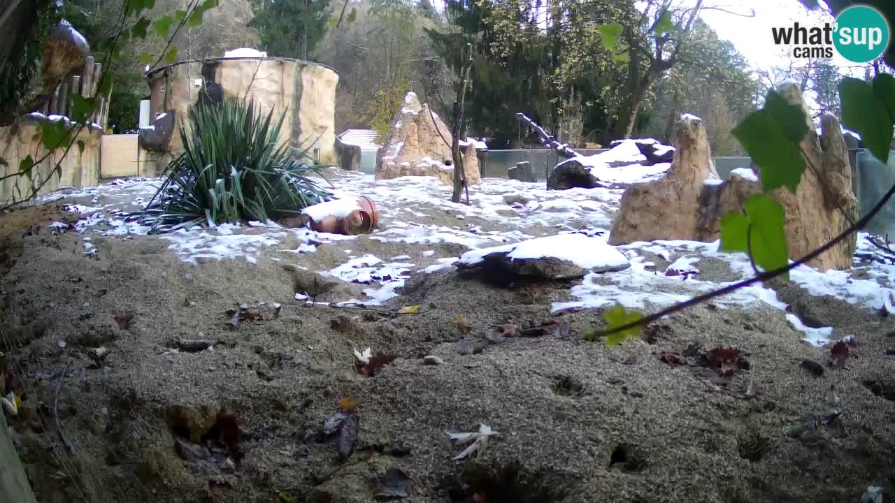 Live cam Zoo Ljubljana – Erdmännchen