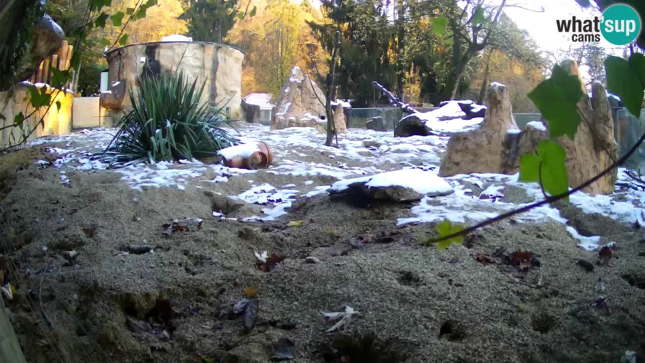 Zoo Ljubljana – Meerkat (Suricata)