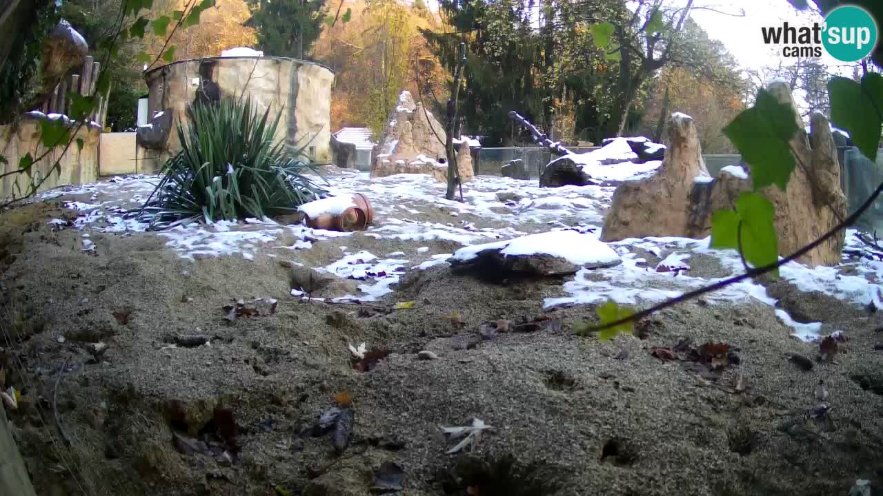 Zoo Ljubljana – Meerkat (Suricata)